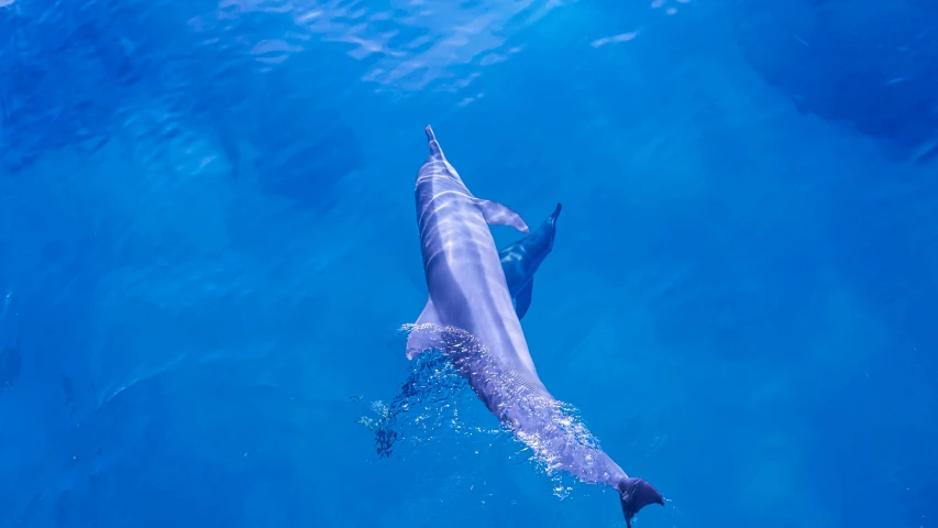 a dolphin swimming in the ocean with a camera attached to it