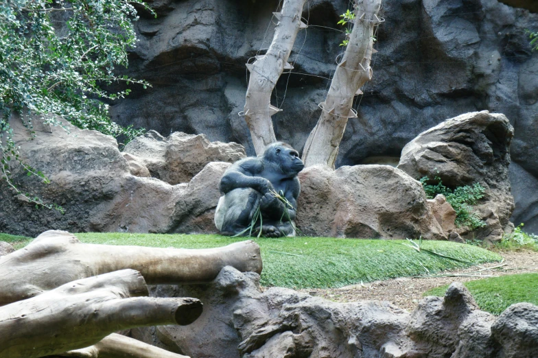 a large gorilla sitting on top of a grass covered hill