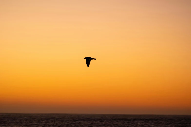 a kite is flying in the air at sunset