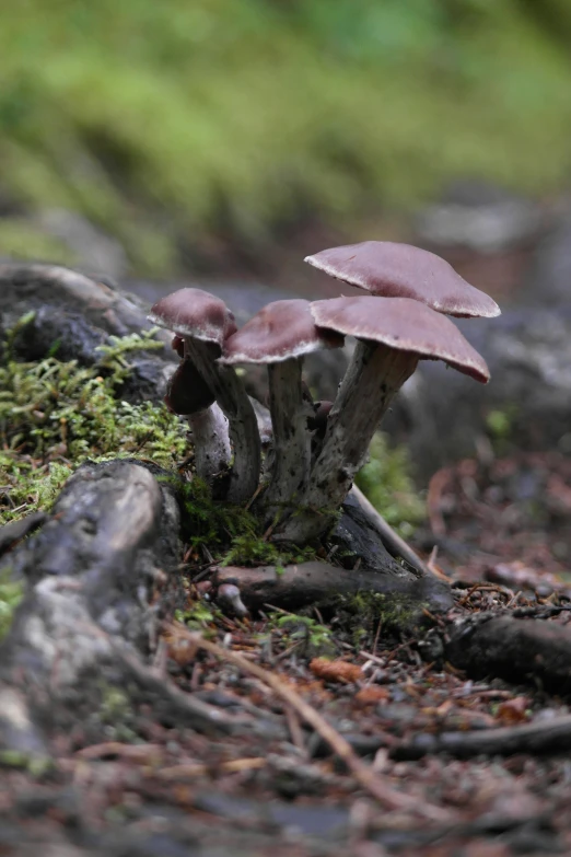 a close up of two mushrooms in the forest