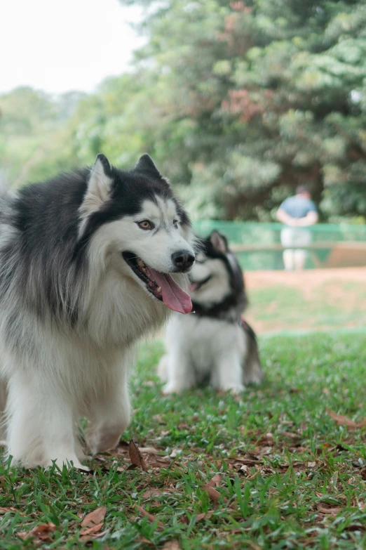 two dogs walking along the grass in a park