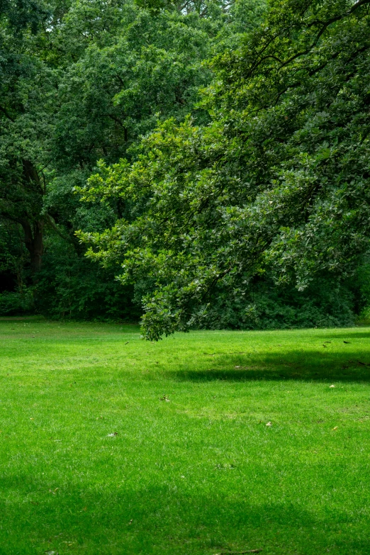 there is a bench on the green grass