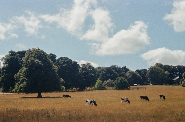 cattle graze in a pasture surrounded by trees