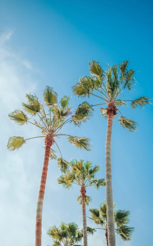 a group of palm trees near a cloudless sky