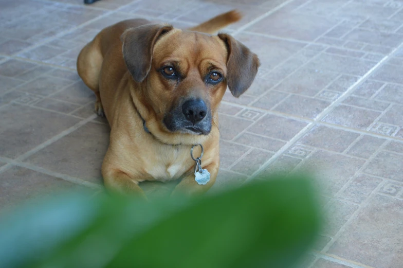 a brown dog sitting on top of a tiled floor