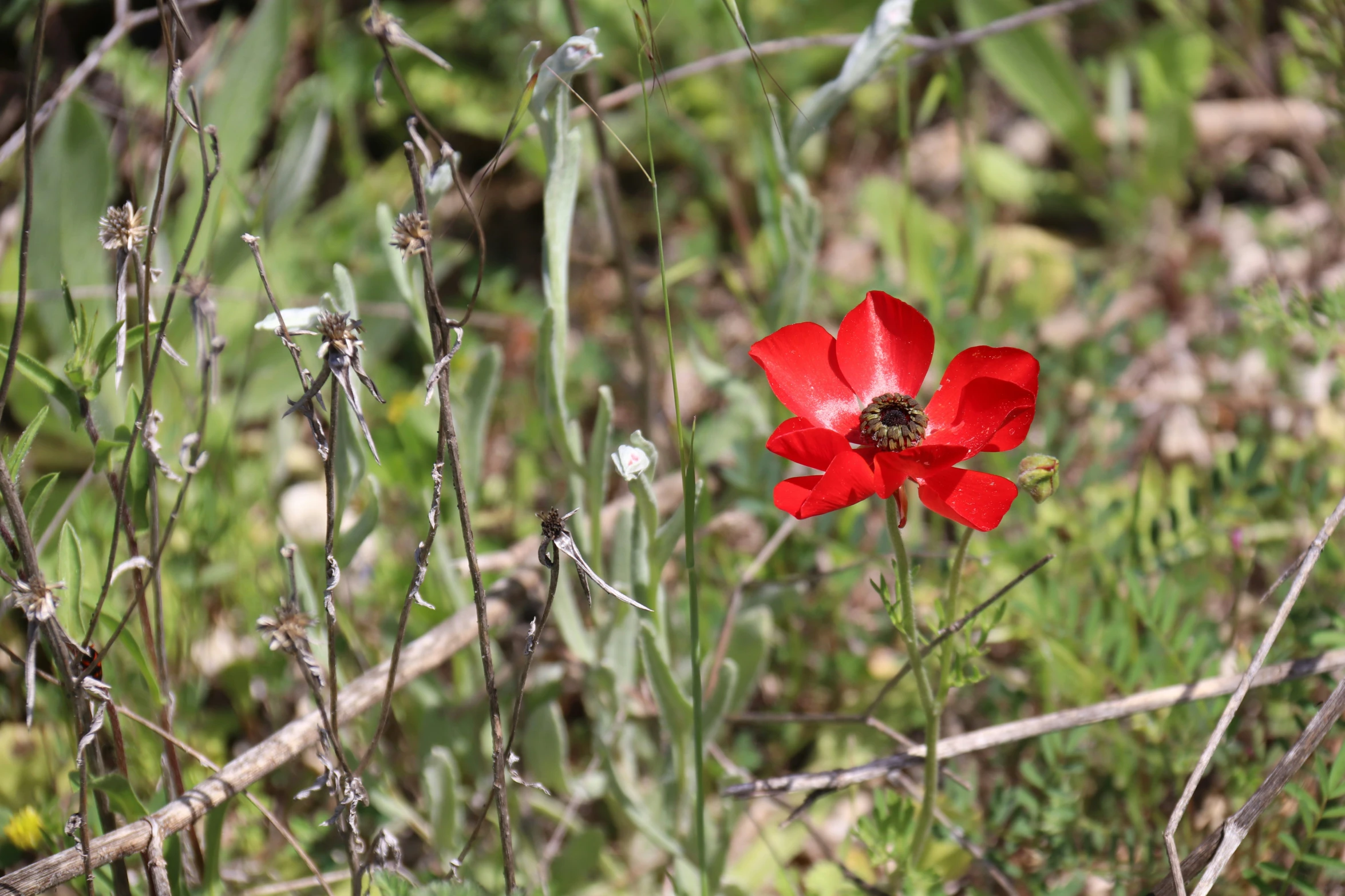 the flower is red with black centers