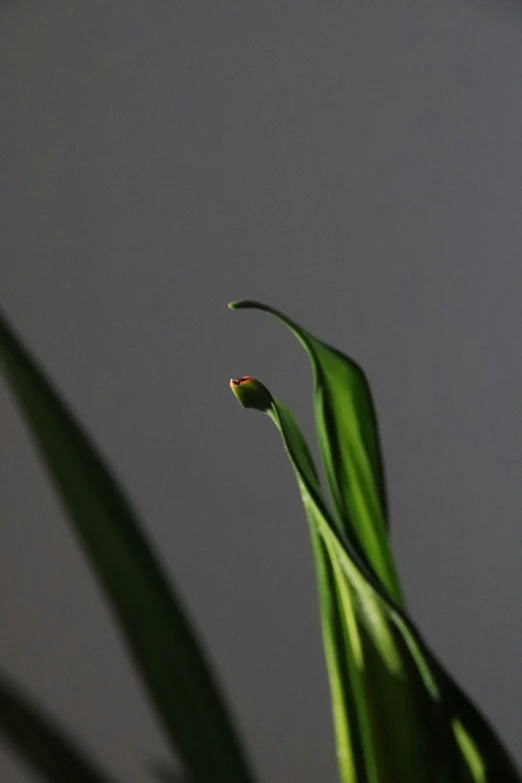 a single flower bud sticking out from behind some long, thin green stalks