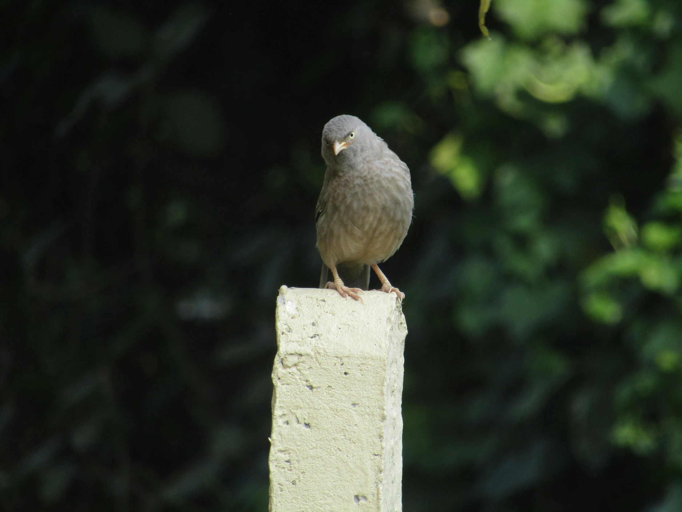 a small bird is perched on top of a concrete post