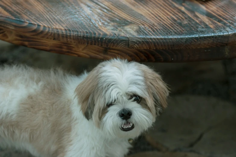 small white and brown dog sitting at a table with his tongue hanging out