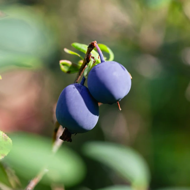 close up of berries on tree with blurry background