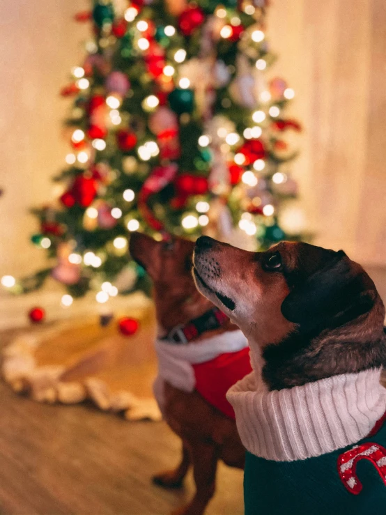 two dogs sitting near a christmas tree on a floor