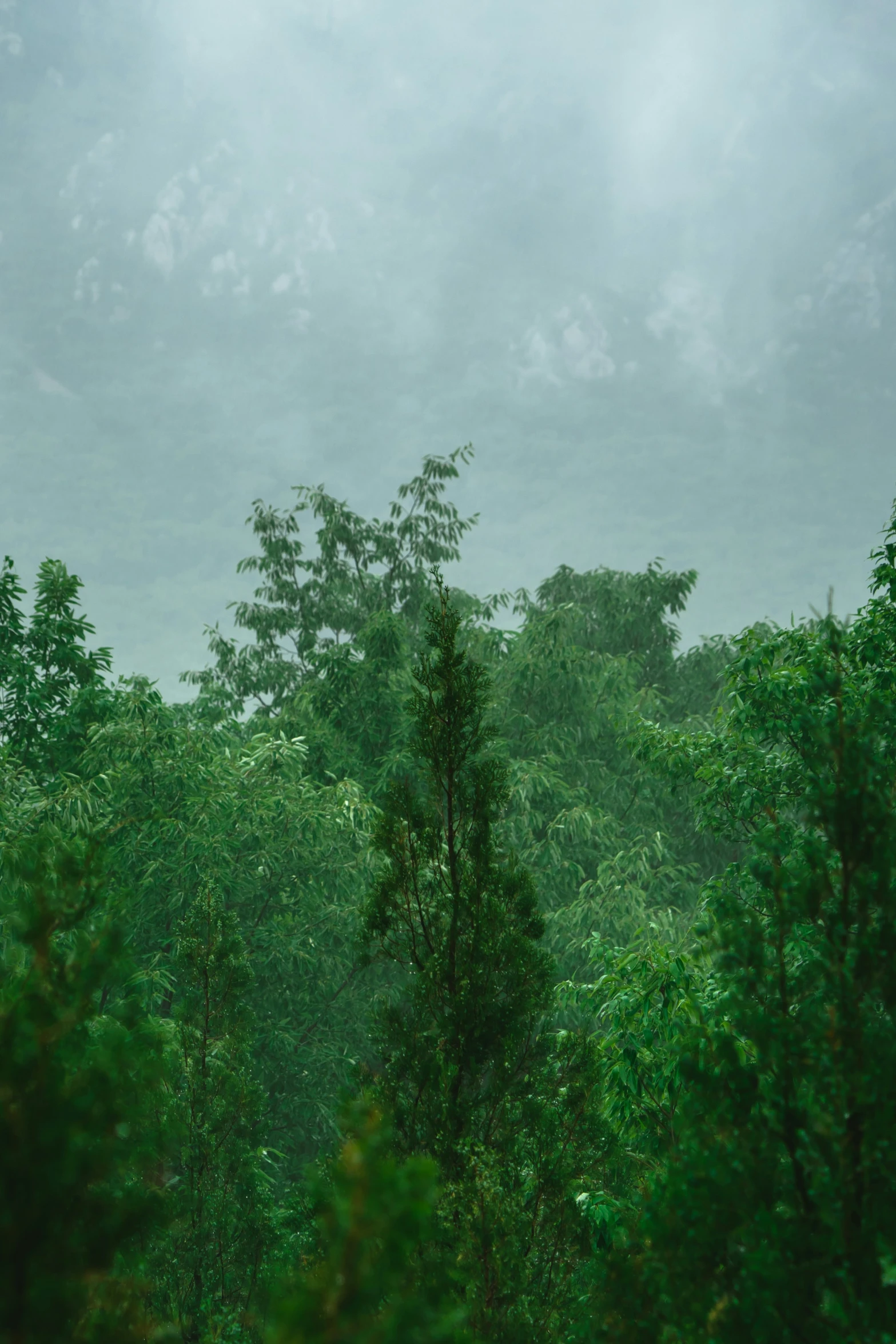 an umbrella on the side of a rain covered forest