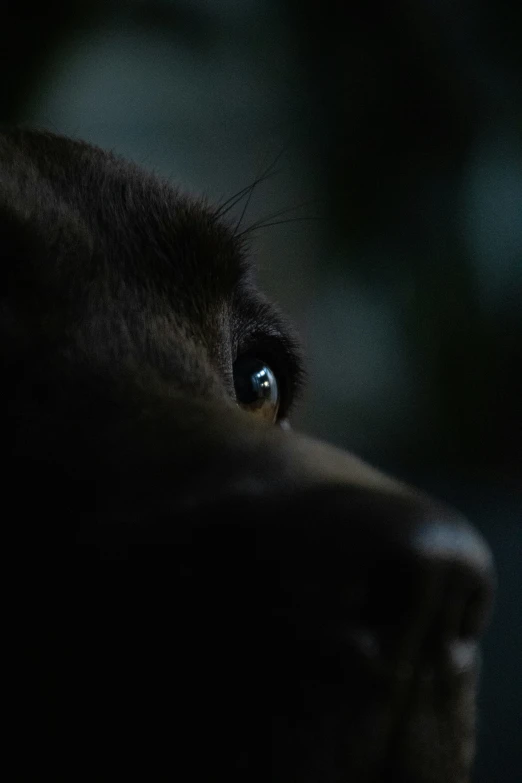 a close up of a black dog's eye in the dark