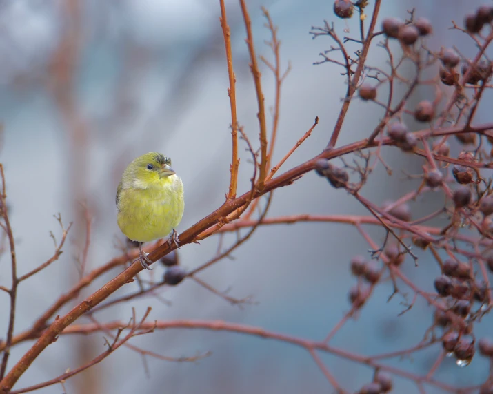 a small bird perched on a nch with red buds