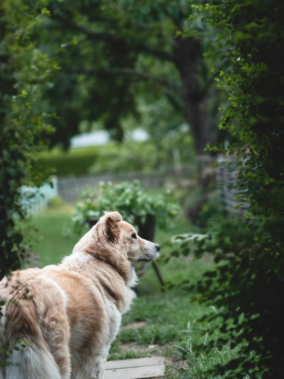 dog looking back on a wooden path through trees