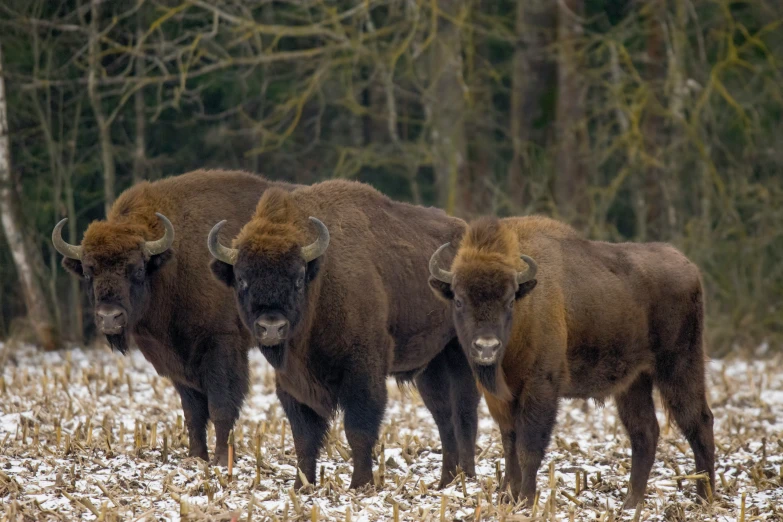 three horned cattle grazing in the snow covered grass