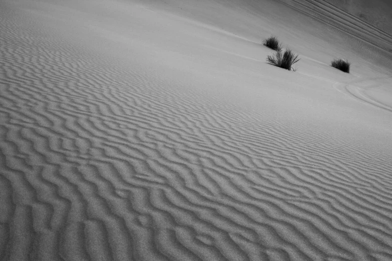 some plants growing in the sand