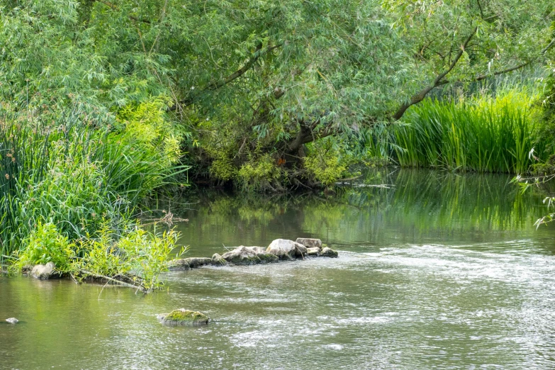 a river flowing through a lush green forest