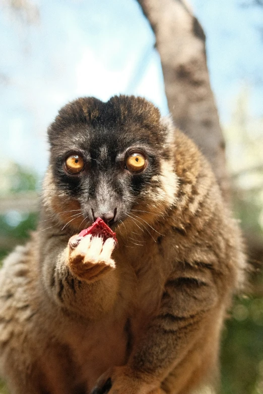 a black and white animal with its mouth open