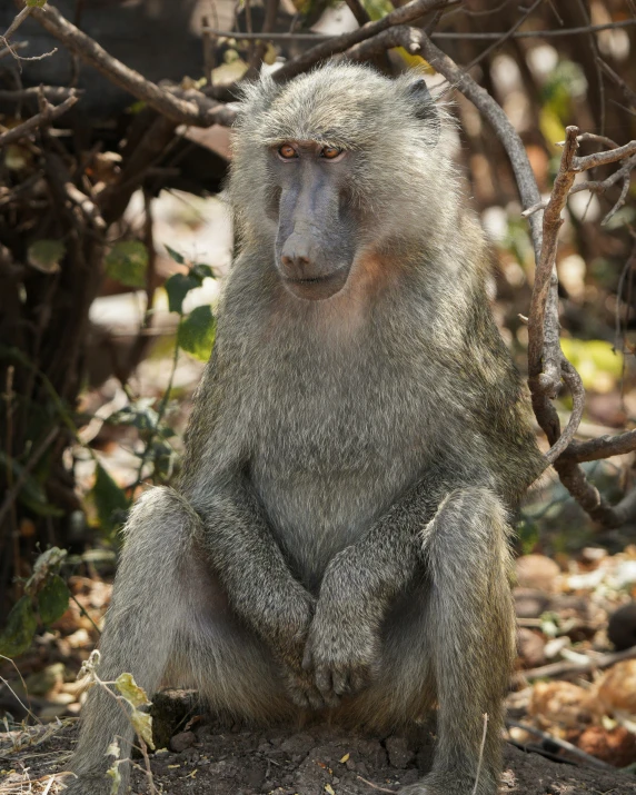 an asian monkey sitting on the ground