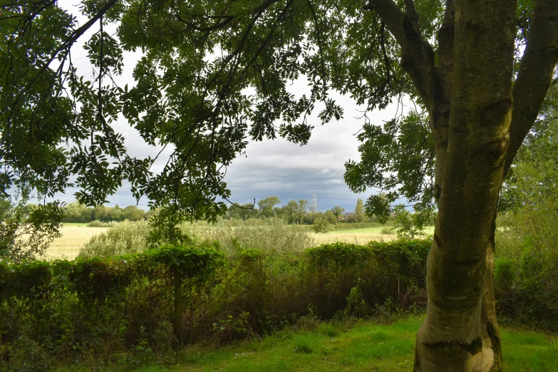 a tree that is next to a field