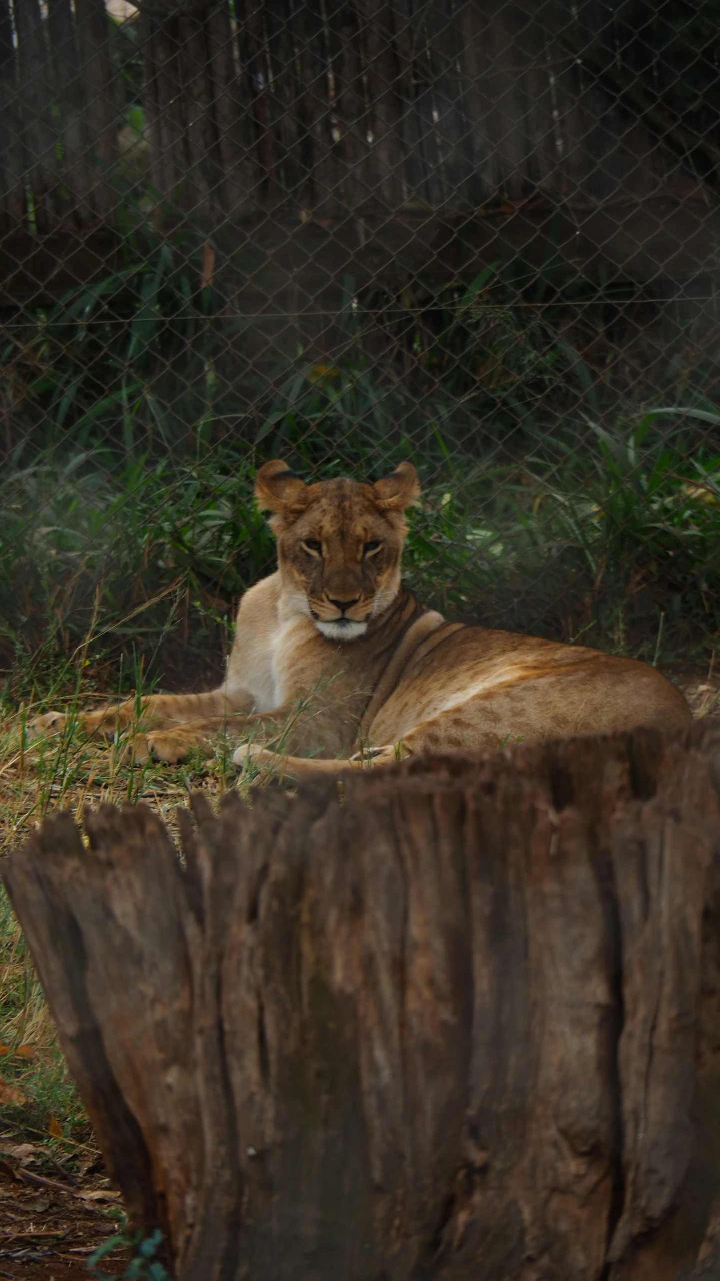 an adult lion sits behind a chain - link fence