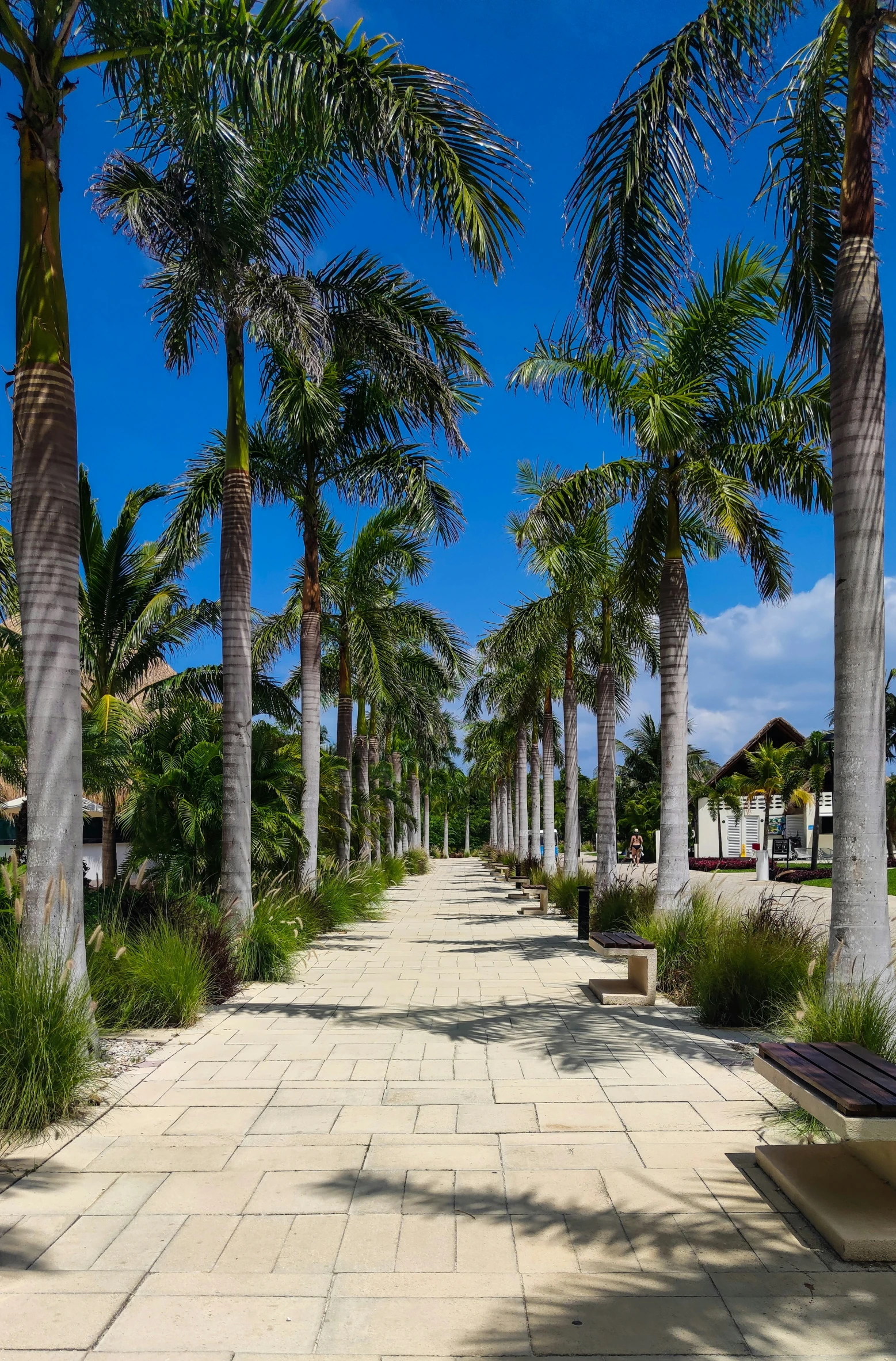 a pathway with bench lined by palm trees