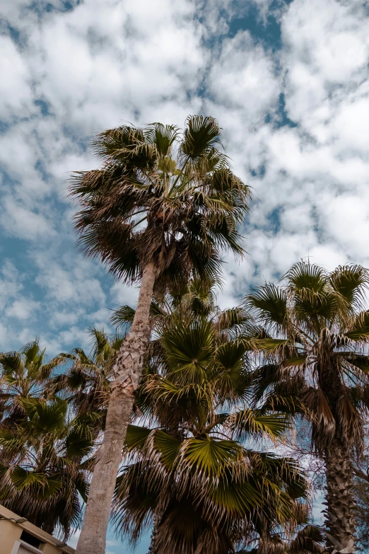 a group of palm trees standing next to each other