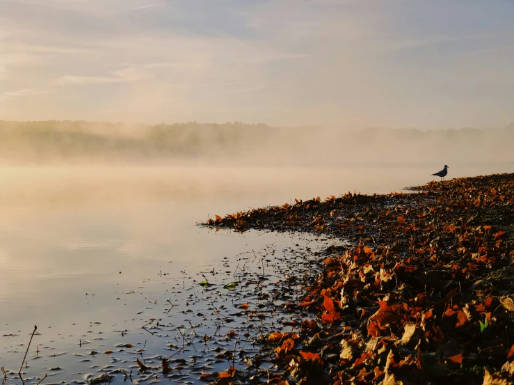 a bird standing on the side of a pond with leaves in the water