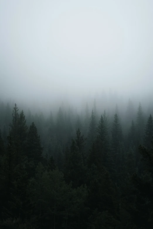 a foggy forest that is very dense