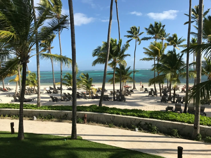 a beach with palm trees and many chairs on it