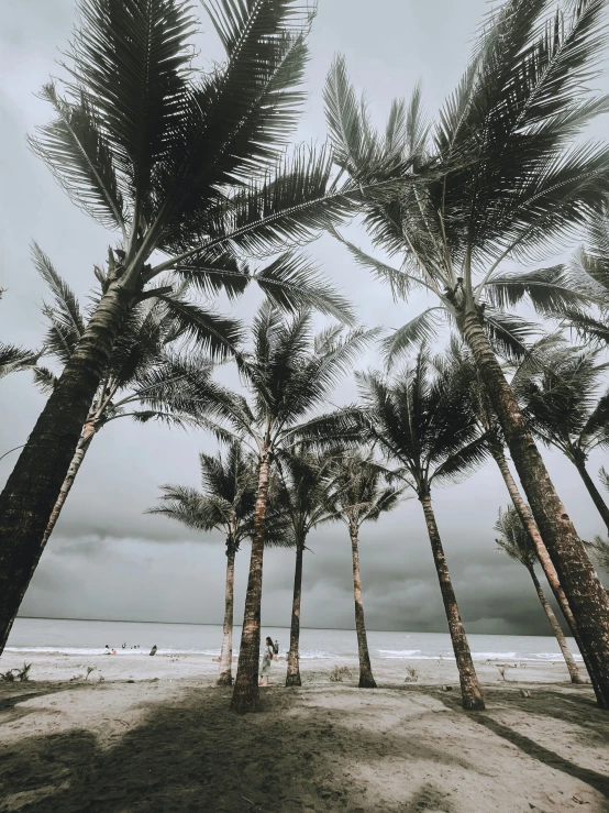there are palm trees along the beach on this gloomy day