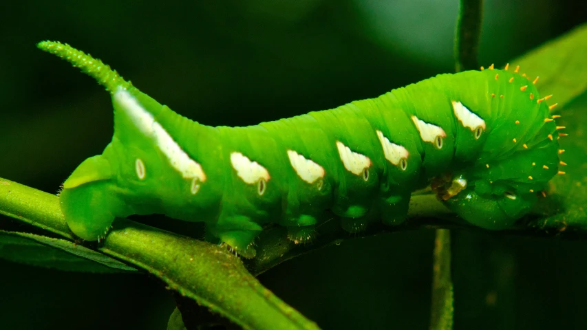 the caterpillar is sleeping on the green nch