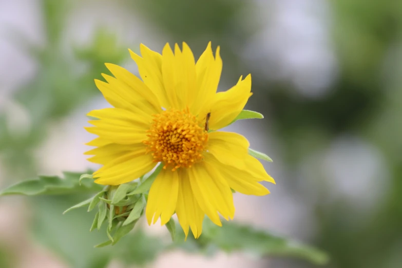 the yellow sunflower has many leaves on it