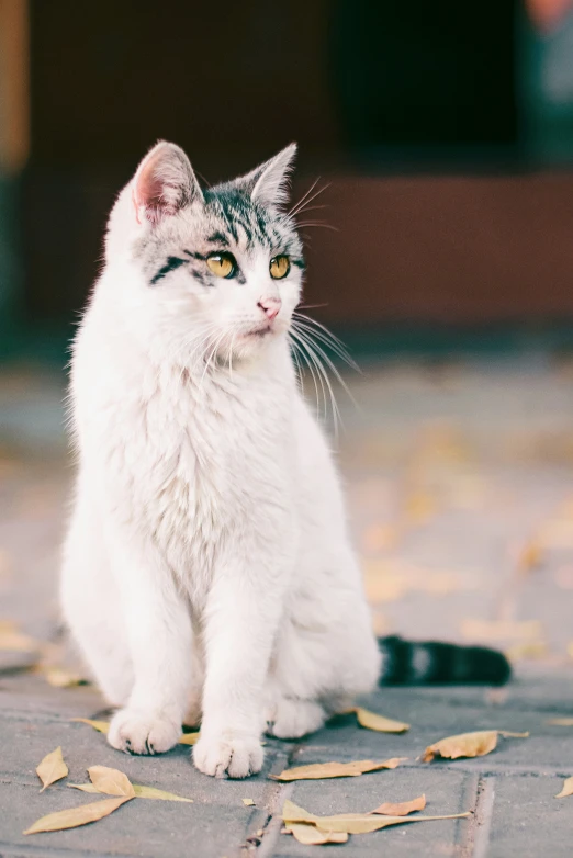 the white cat has a look of disbelief as it sits on the ground