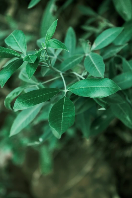 a tree nch with small leaves in the foreground