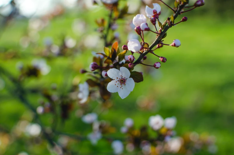 a bunch of white flowers sitting on top of a tree