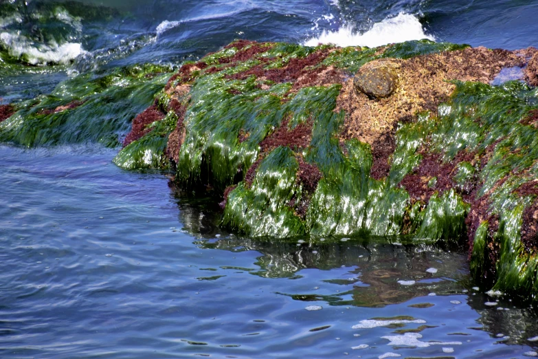 colorful moss covered rocks on the ocean with water around them