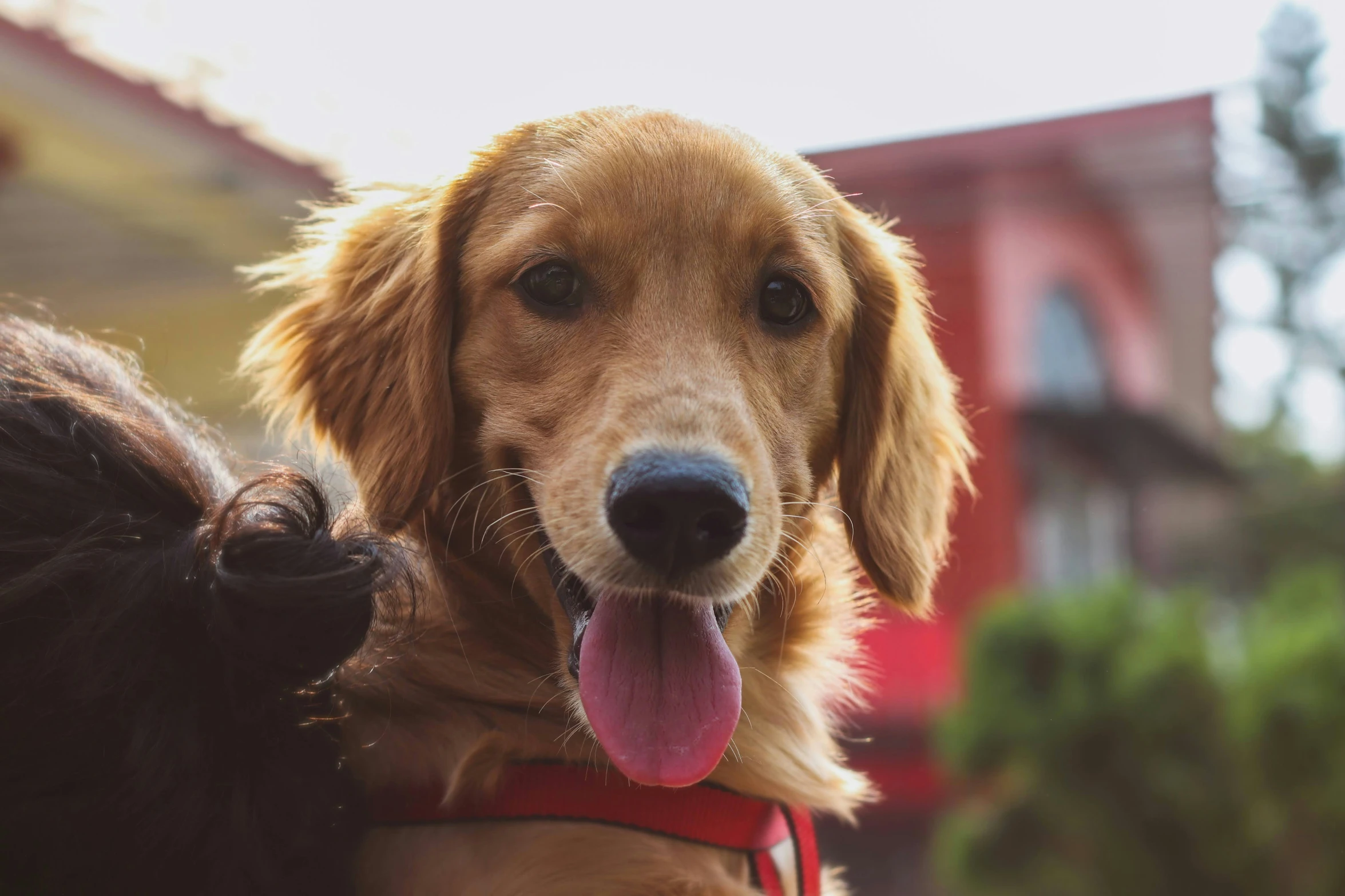 closeup of a golden retriever dog with his paw on another dog