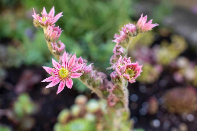 a plant with small pink flowers growing inside of it