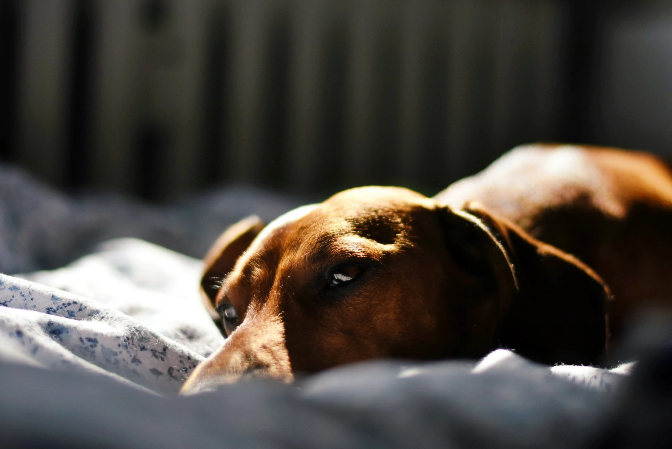 a large dog sleeping on top of a bed