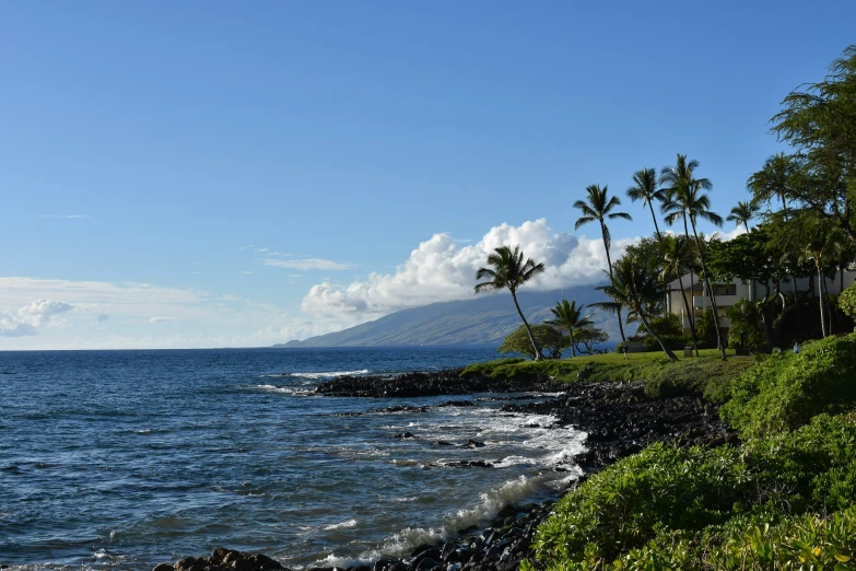 the ocean is in a forested area with palm trees