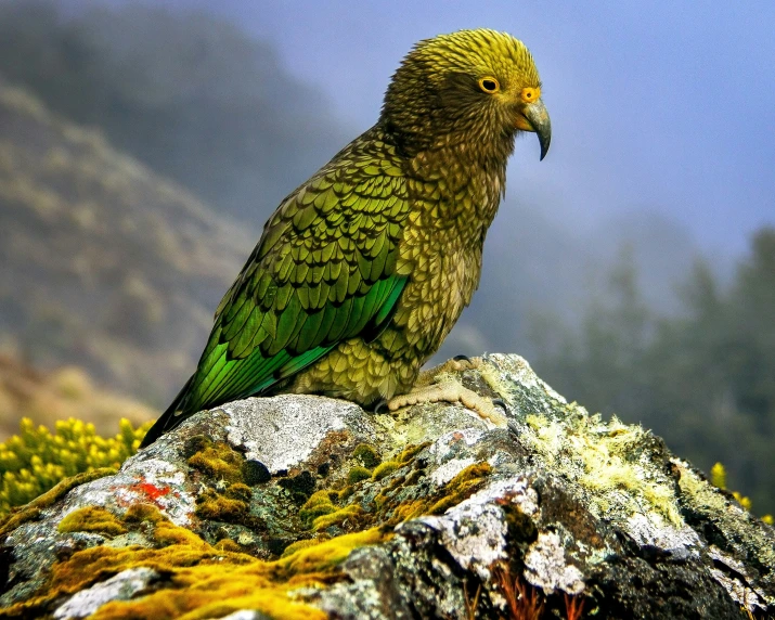 a green bird is perched on the rock