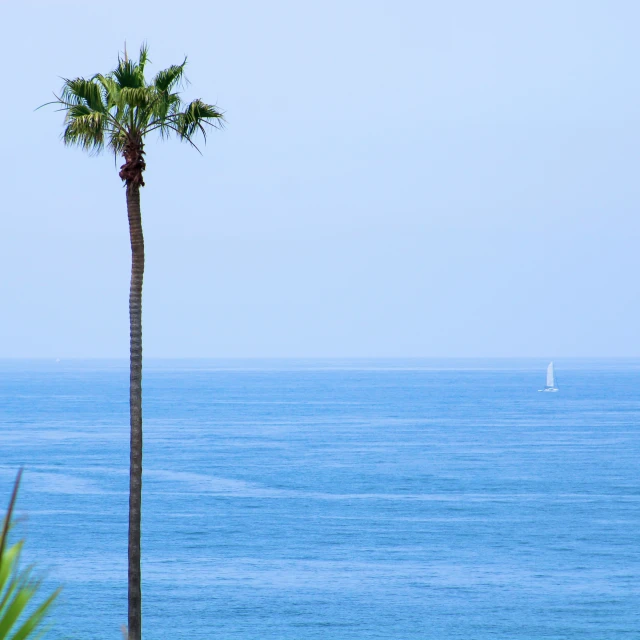 there is a boat in the ocean behind two palm trees