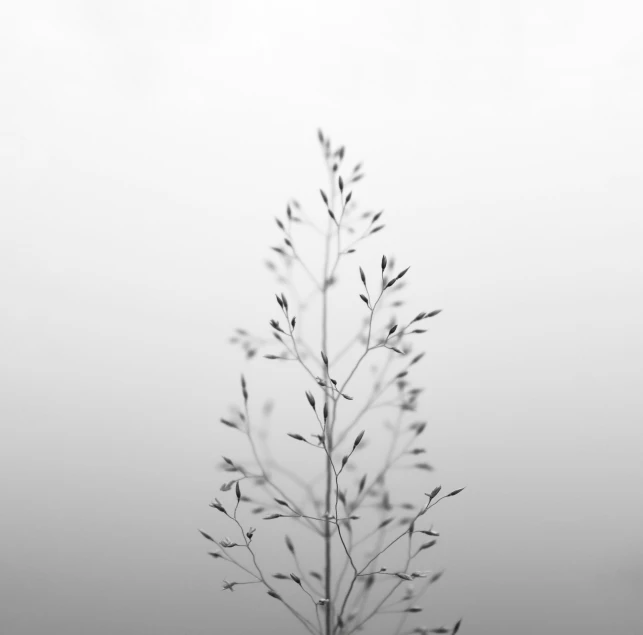 a black and white po of a tree in front of a foggy sky