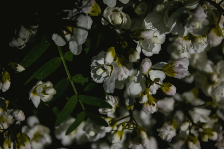 white flowers with green leaves in the dark