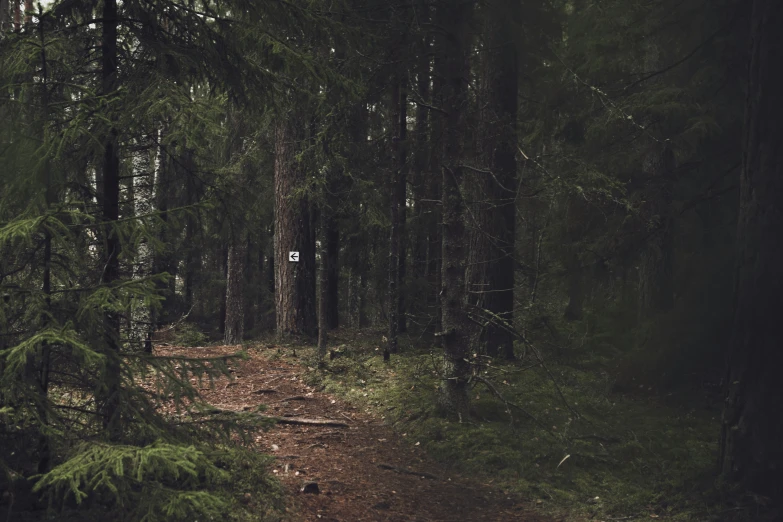 there is a trail going through the middle of the forest