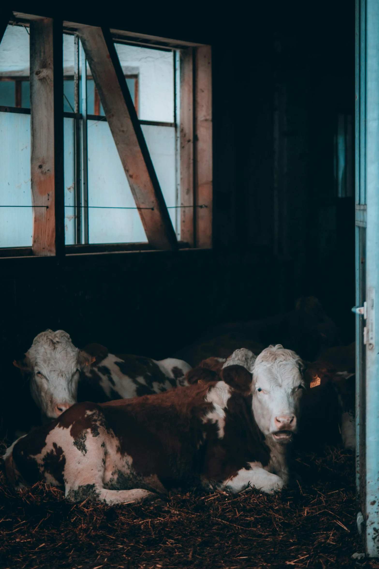 a couple of cows laying down in a shed