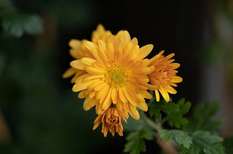 a close up of a yellow flower with lots of green leaves