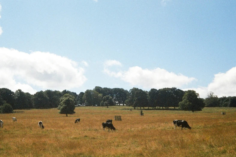 a grassy field with lots of cows grazing in it